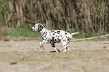 DALMATIEN 016